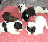 Pet Shops no bairro do Bom Retiro