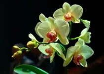 Orchid e Uniform tocam em São Paulo