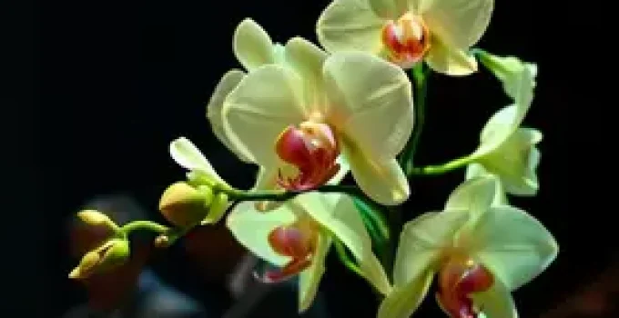 Orchid e Uniform tocam em São Paulo