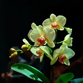 Orchid e Uniform tocam em São Paulo