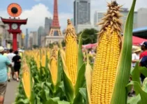 festivais em SP