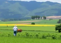 arrendamento agrícola